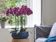 Tips voor een orchidee met gele bladeren
