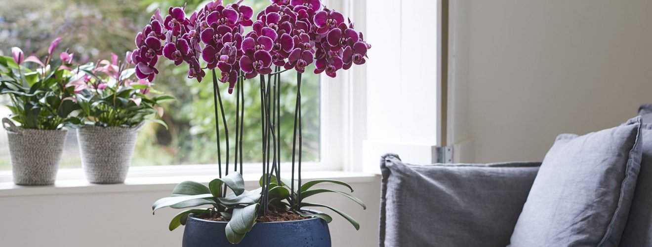 Tips voor een orchidee met gele bladeren
