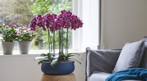 Tips voor een orchidee met gele bladeren