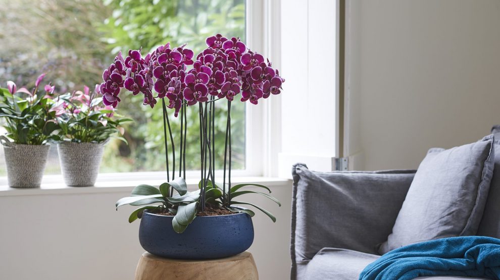 Tips voor een orchidee met gele bladeren