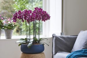 Tips voor een orchidee met gele bladeren