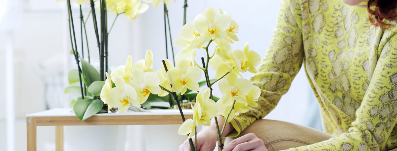 Orchidee verzorging