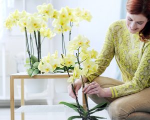 Orchidee verzorging