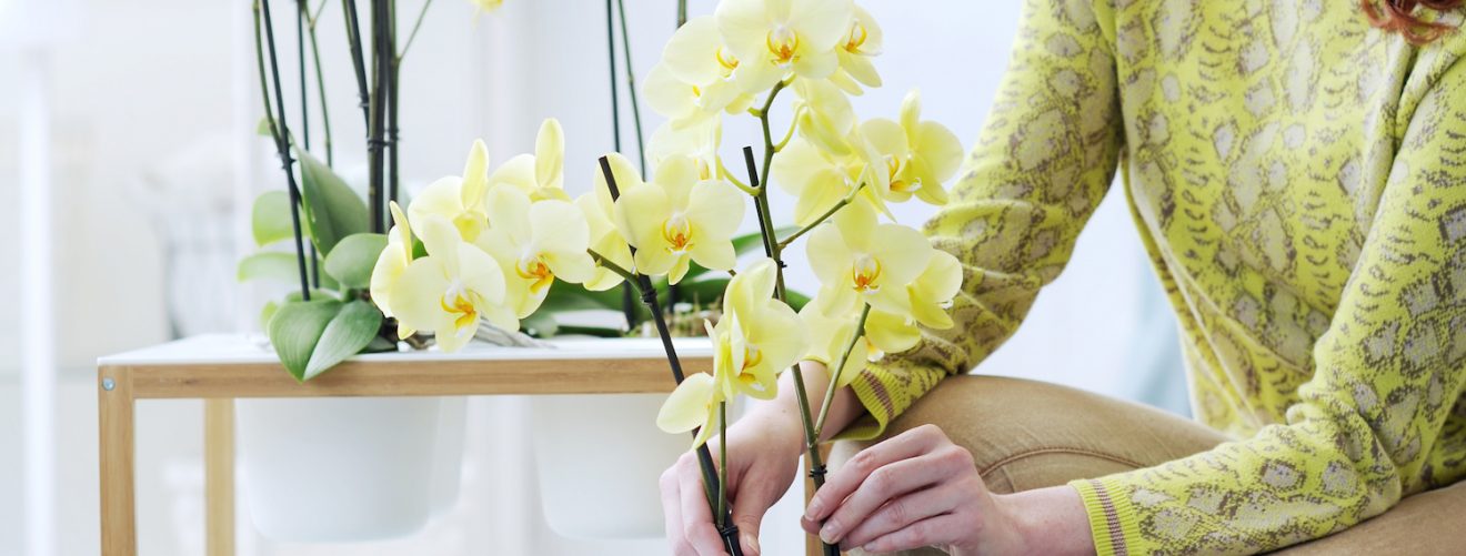 Orchidee verzorging