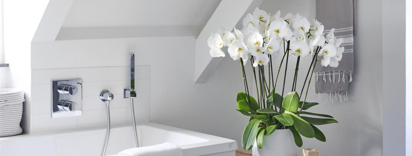 De beste planten voor in de badkamer