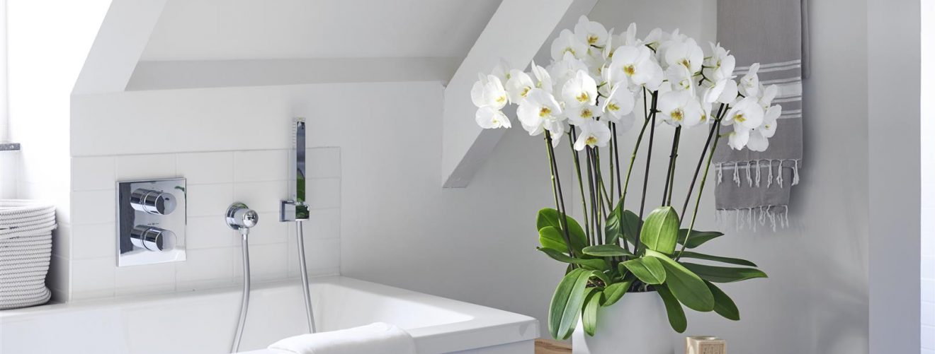 The 4 best plants for your bathroom