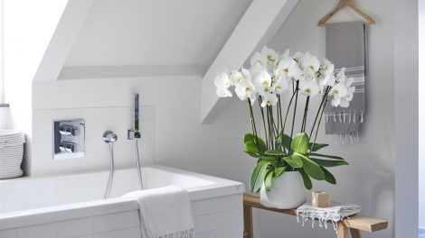 The 4 best plants for your bathroom