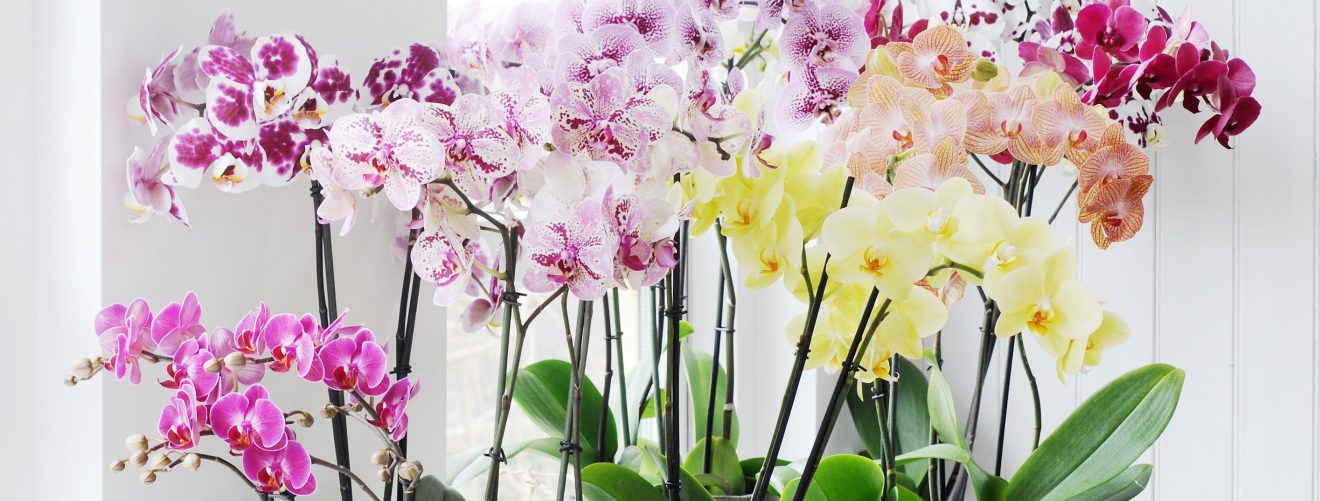 De verschillende soorten orchideeën