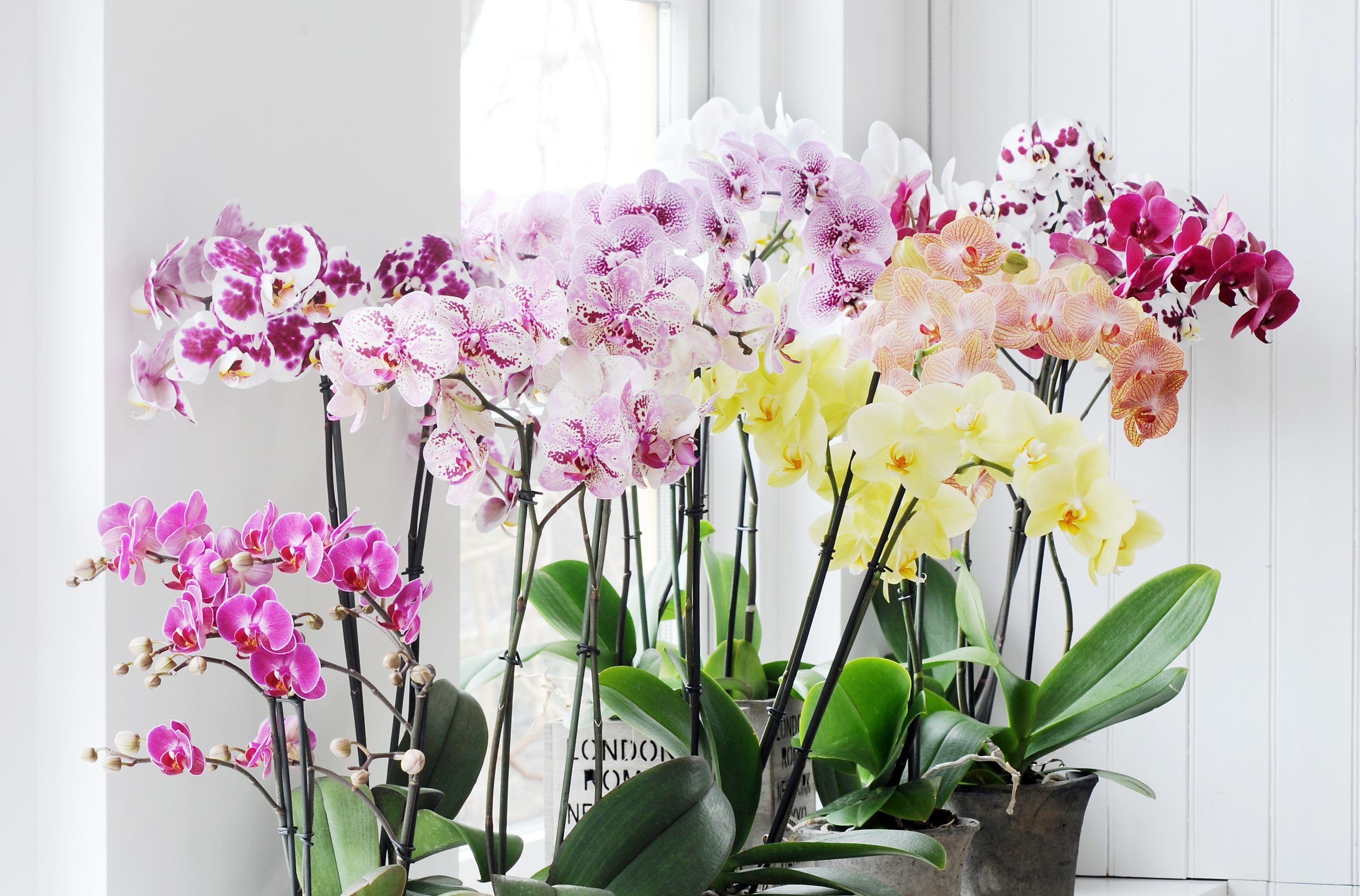 De verschillende soorten orchideeën