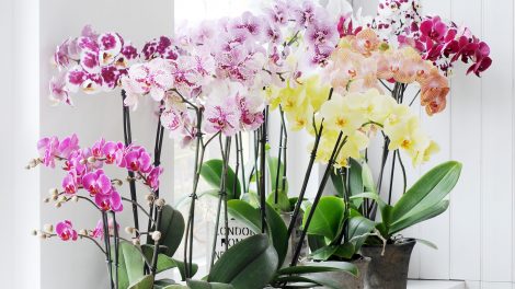 These are the 7 most popular orchid varieties