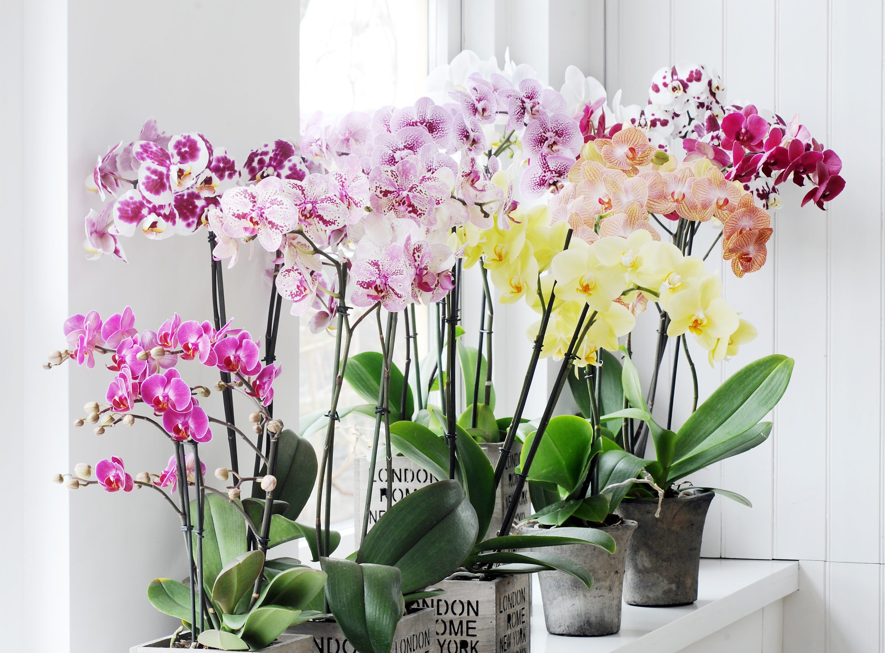 spotted phalaenopsis orchid types