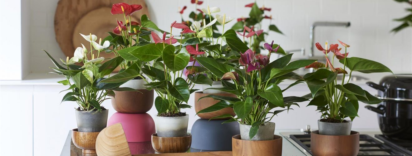 Buy anthurium cut flowers and pot plants