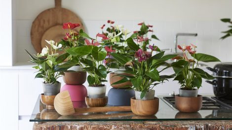 Buy anthurium cut flowers and pot plants