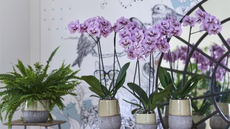 Buy orchids online and in stores