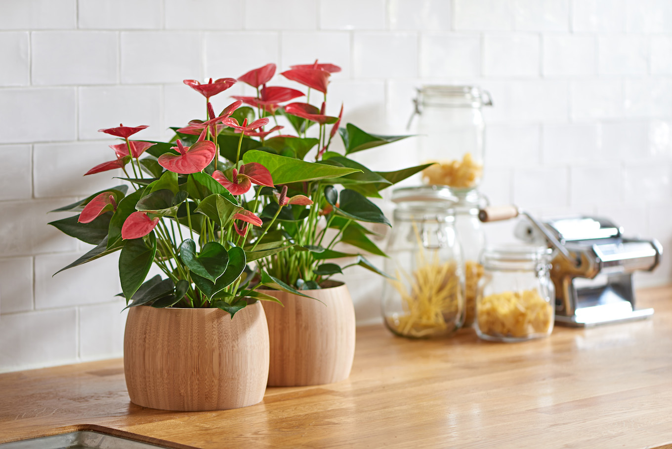 Anthurium pruning: how to prune your anthurium plant