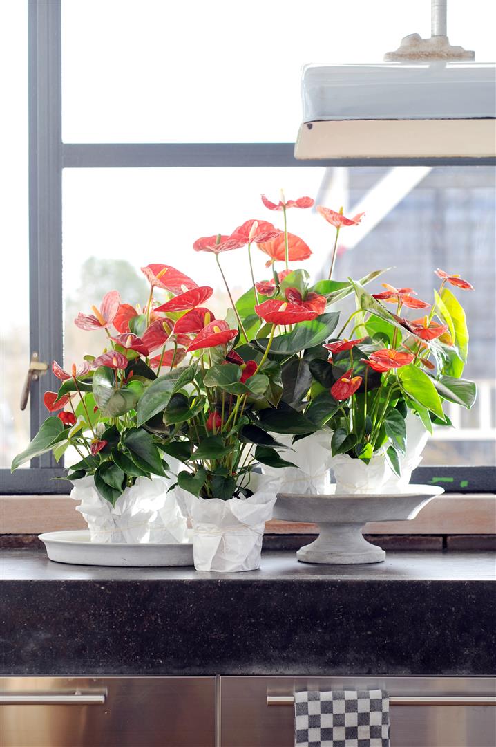 Een anthurium snoeien