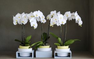 Een orchidee opnieuw laten bloeien