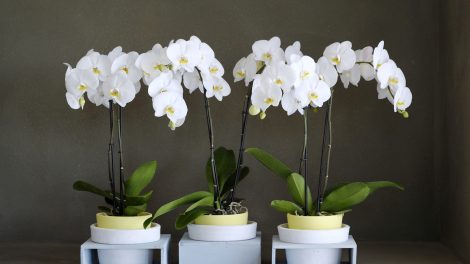 Een orchidee opnieuw laten bloeien