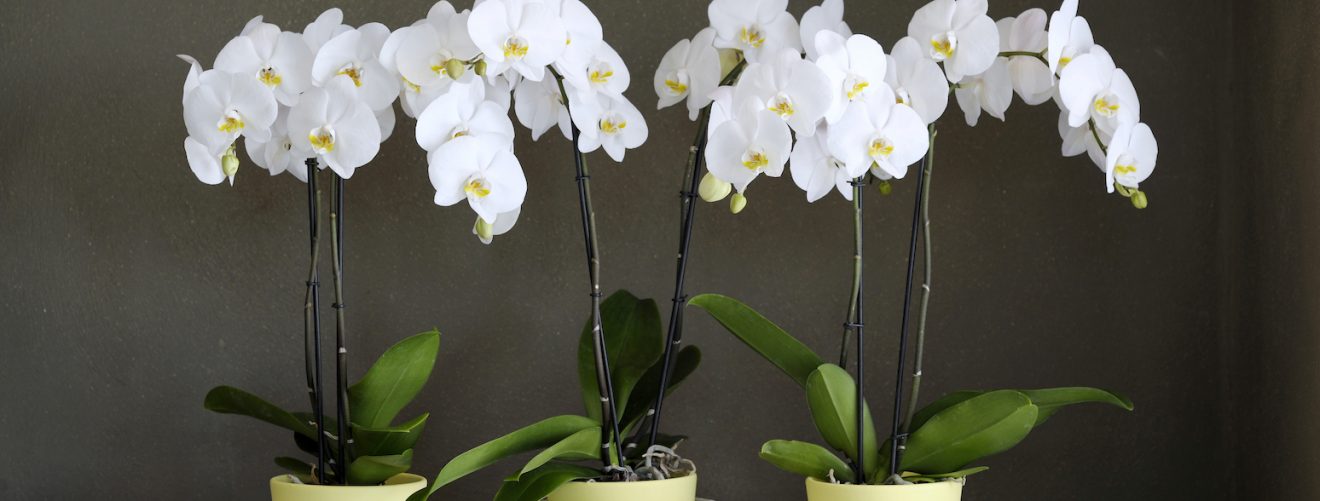 How to bring your orchid back to life