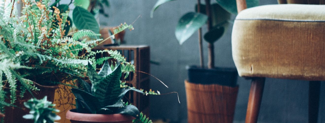 5 indoor plants that are hard to kill