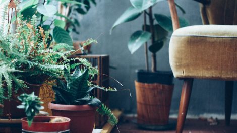 5 indoor plants that are hard to kill
