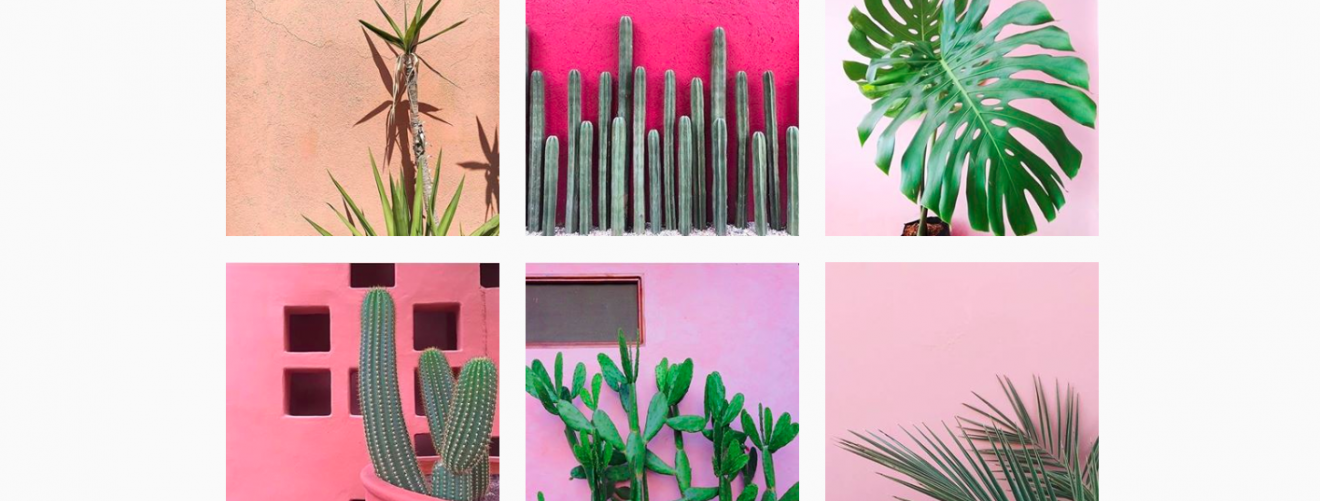 Planten op Instagram