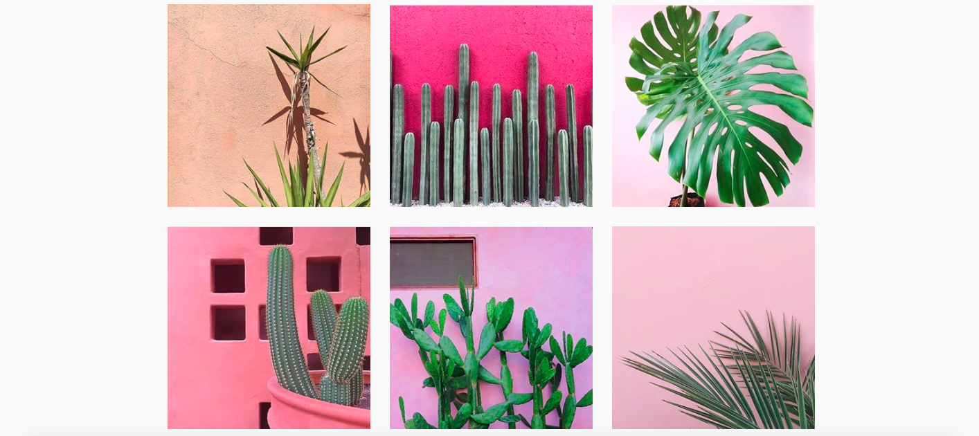 Plants on Instagram 4 amazing accounts to follow if you love plants