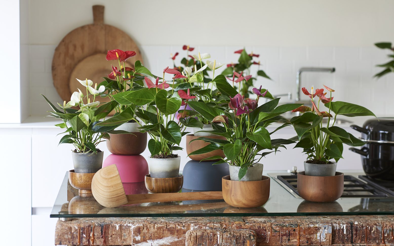 bouwer Ruwe slaap pomp De beste planten voor elke kamer in huis