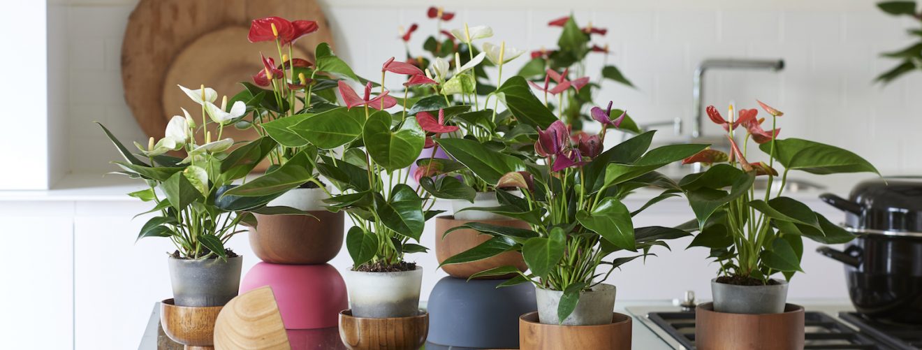 The best plants for every room in your house