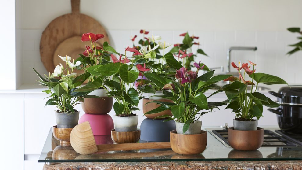 The best plants for every room in your house