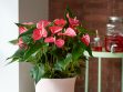 How to get an anthurium plant to bloom