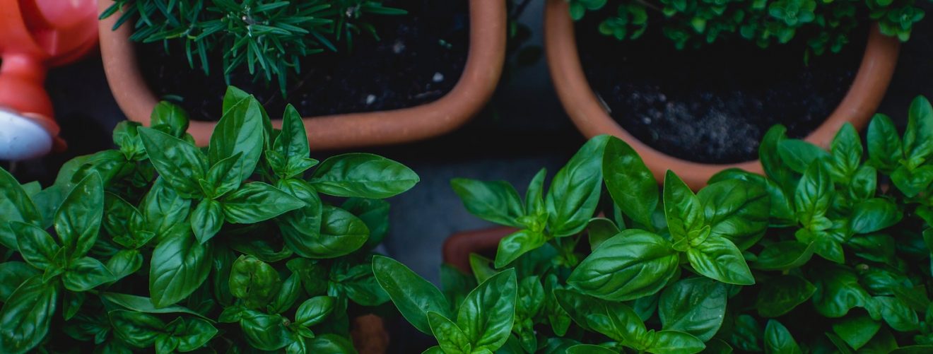 How to care for an herb garden