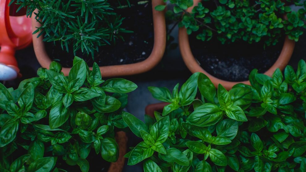 How to care for an herb garden