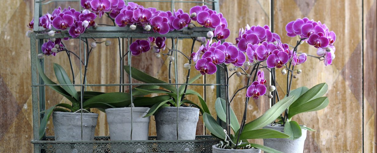 Using orchid potting soil