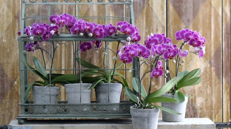 Using orchid potting soil