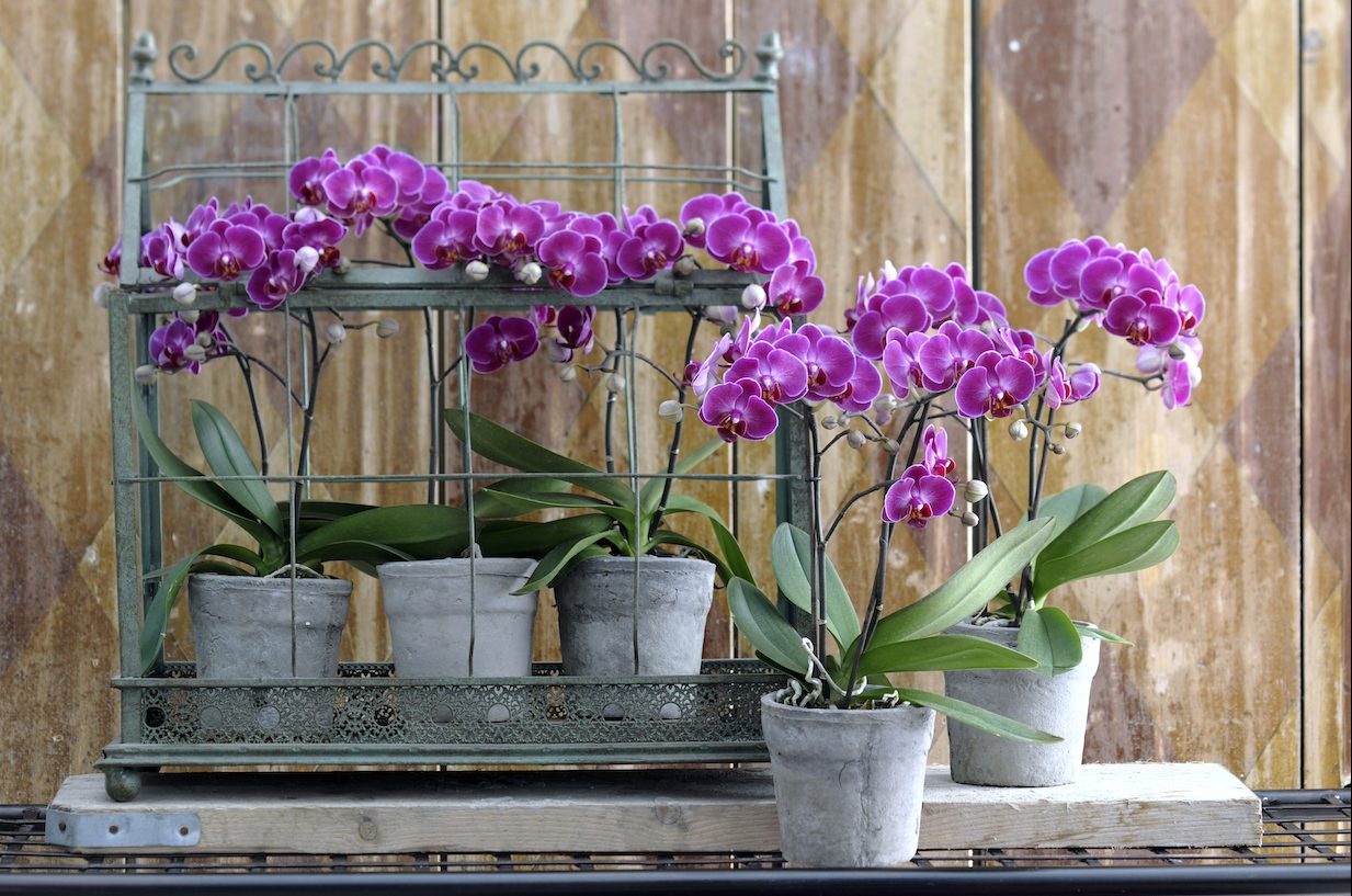Using orchid potting soil: a few tips and tricks to keep your plant healthy