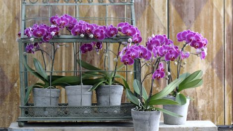 Orchidee potgrond gebruiken