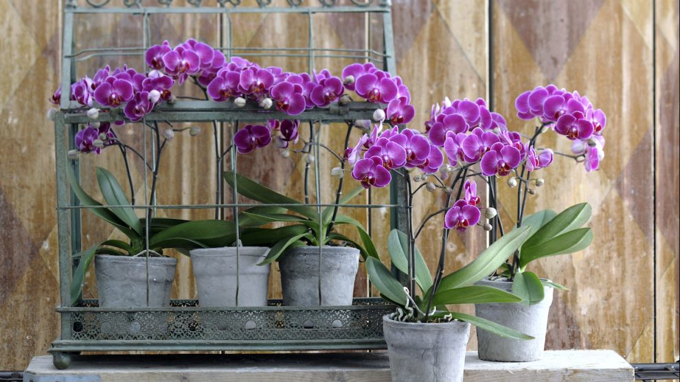 Using orchid potting soil