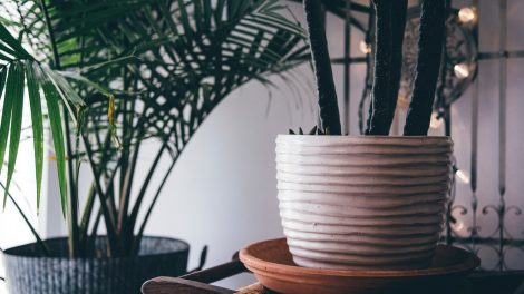 Plants that keep your home cool