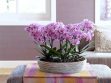 best places to put an orchid