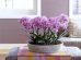 best places to put an orchid