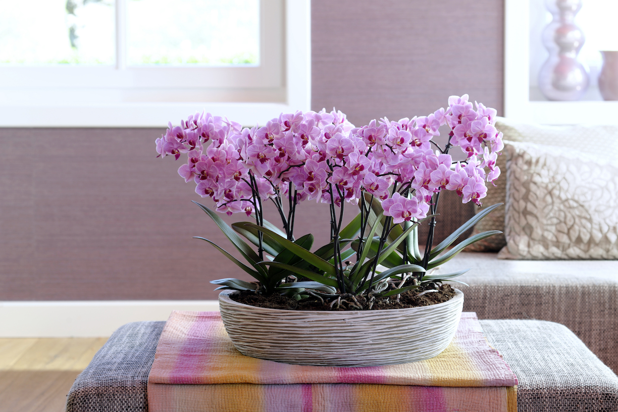 The 4 best places to put an orchid in your home