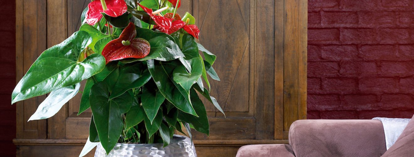 The best houseplants for autumn