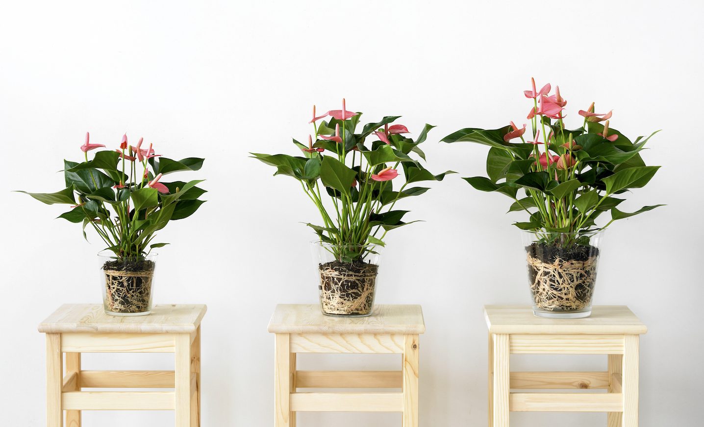 anthurium op water