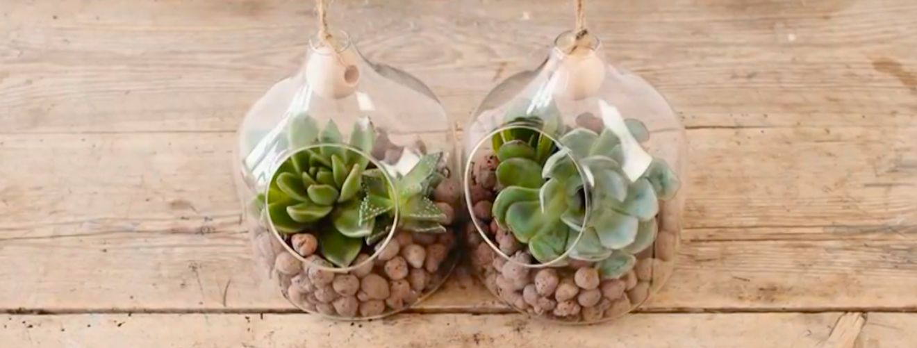 Little glass ornaments with succulents