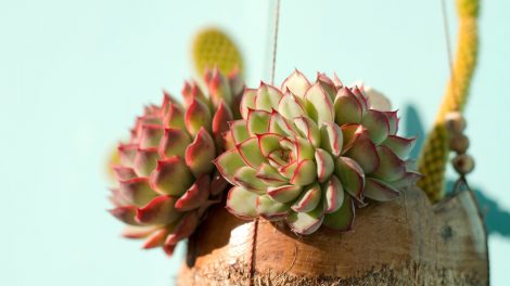 3 kamerplanten met roze bladeren