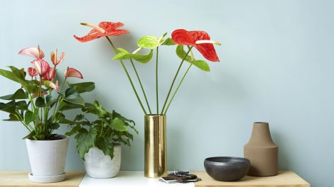 3 new anthurium pot plant varieties