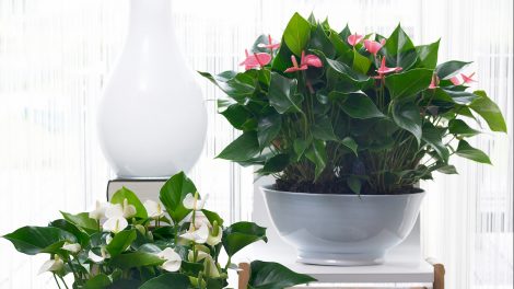 best place to keep your anthurium