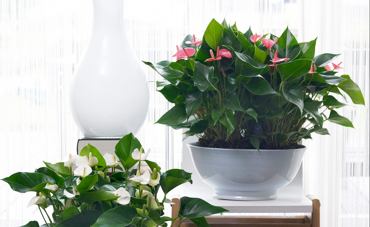 4x the best place to keep your anthurium plant