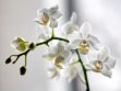 5x niet doen bij een orchidee